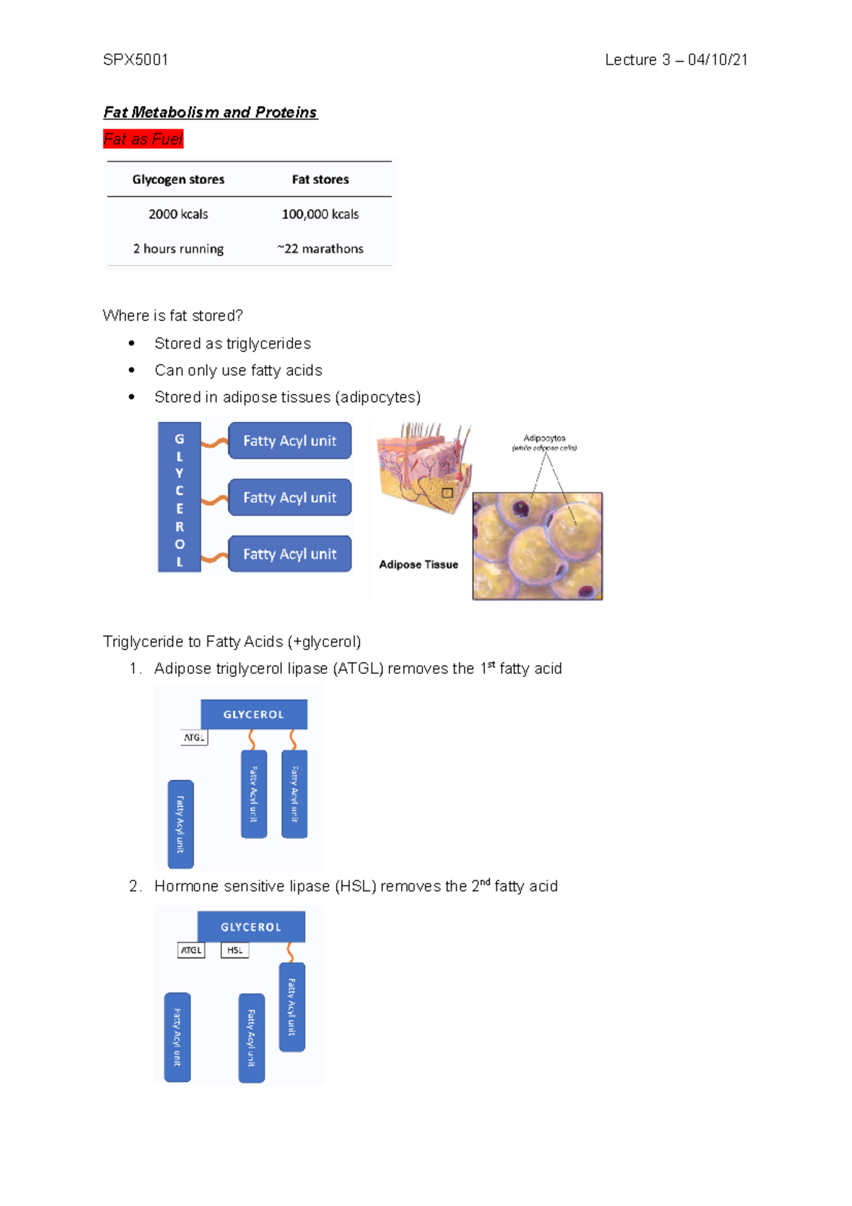 Lecture 3 - Fat Metabolism and Proteins - Fat Metabolism and Proteins ...