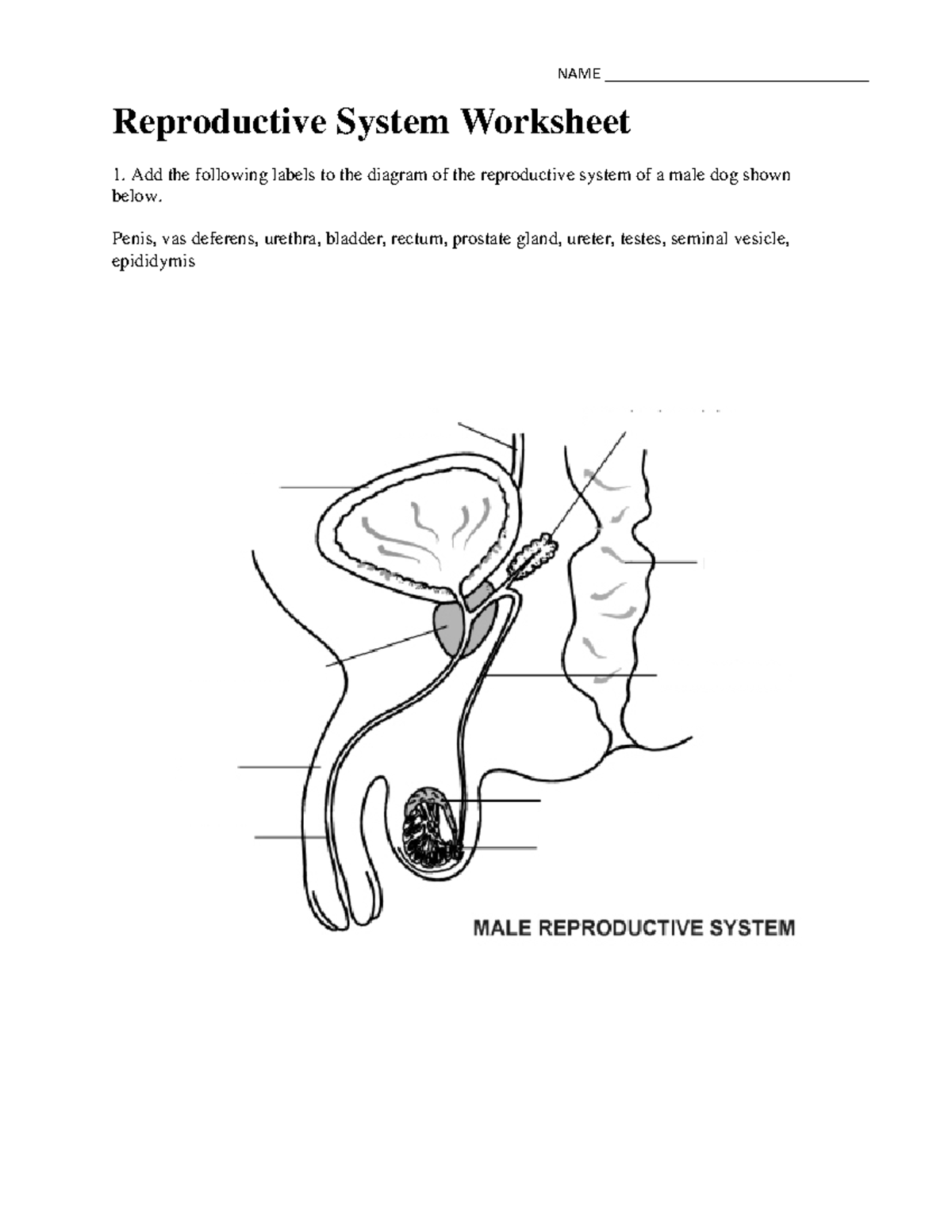 Reproduction worksheet - Reproductive System Worksheet Add the ...