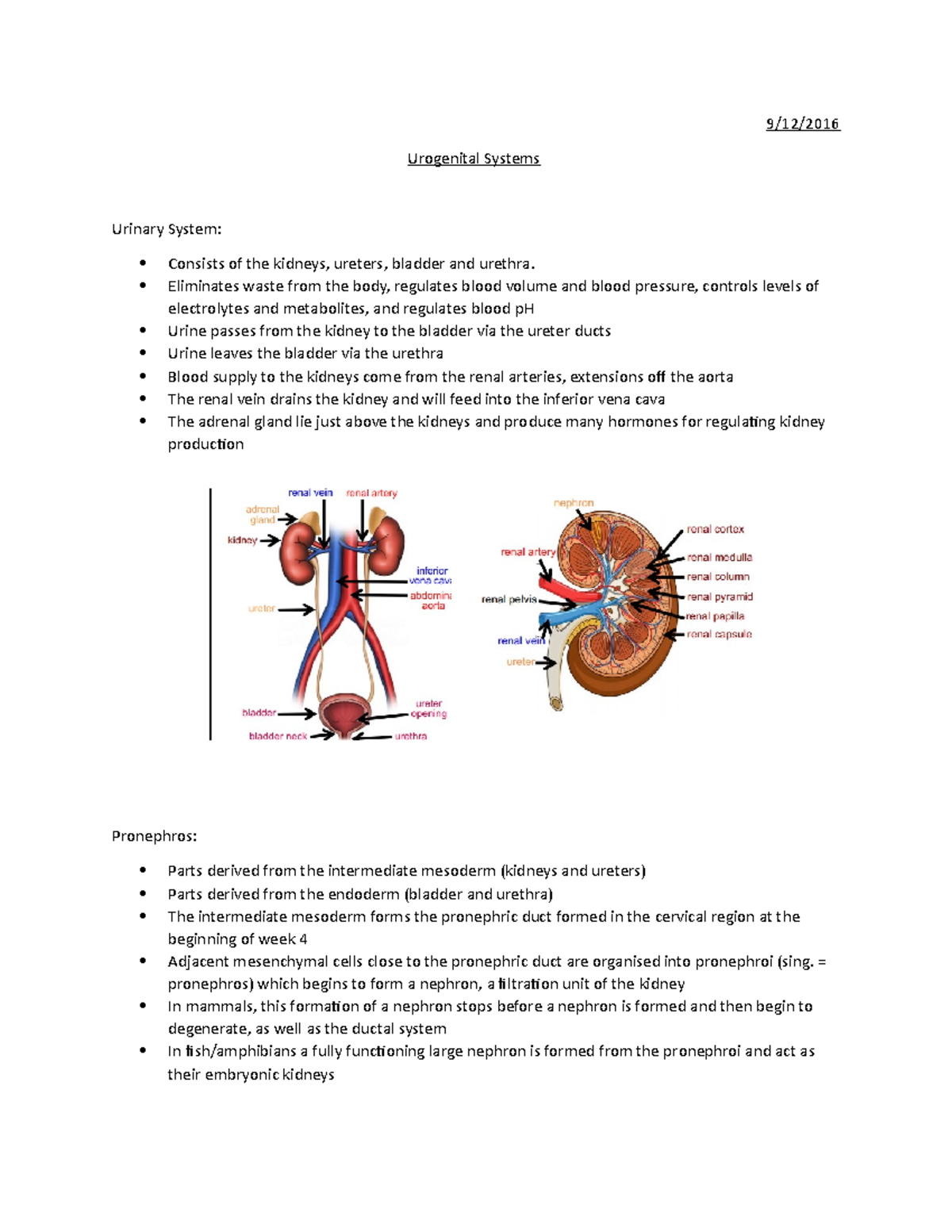 15. Urogenital System - Lecture notes 15 - 9/12/ Urogenital Systems ...