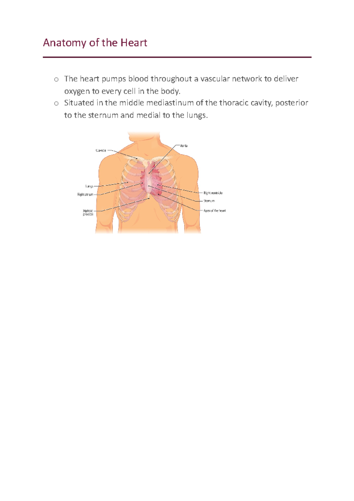 Anatomy Of The Heart - O Situated In The Middle Mediastinum Of The 