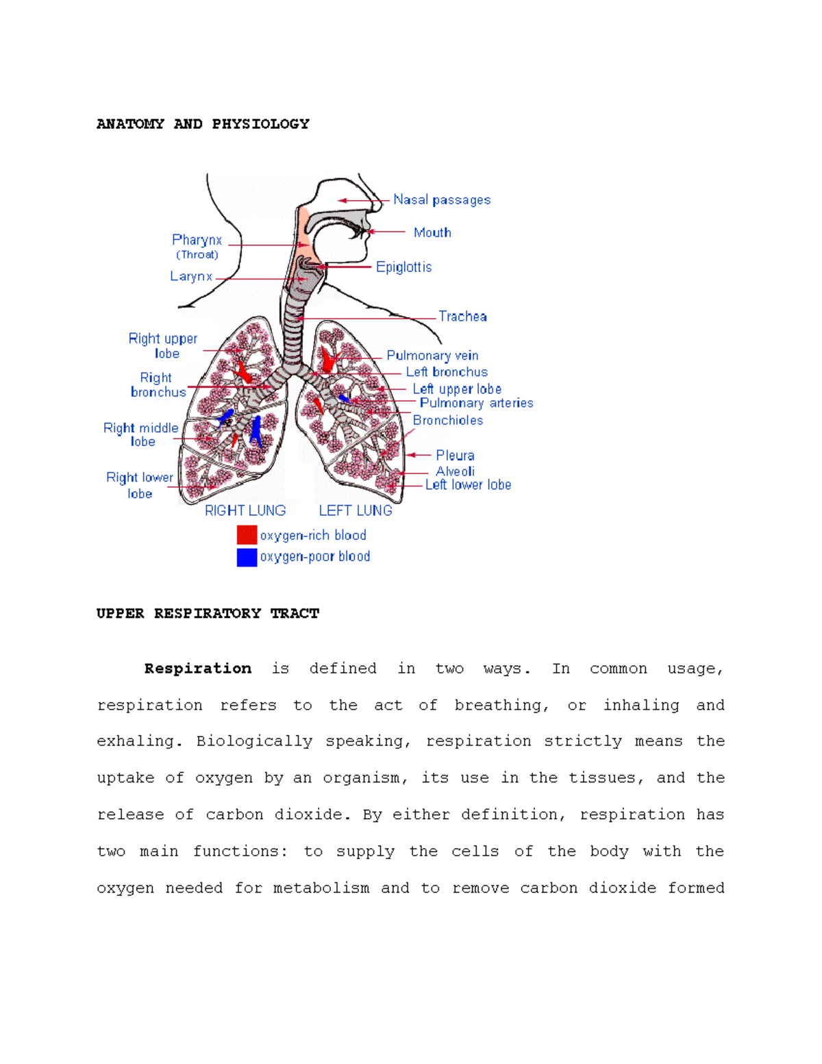 Anatomy and Physiology of the Lungs - ANATOMY AND PHYSIOLOGY UPPER ...