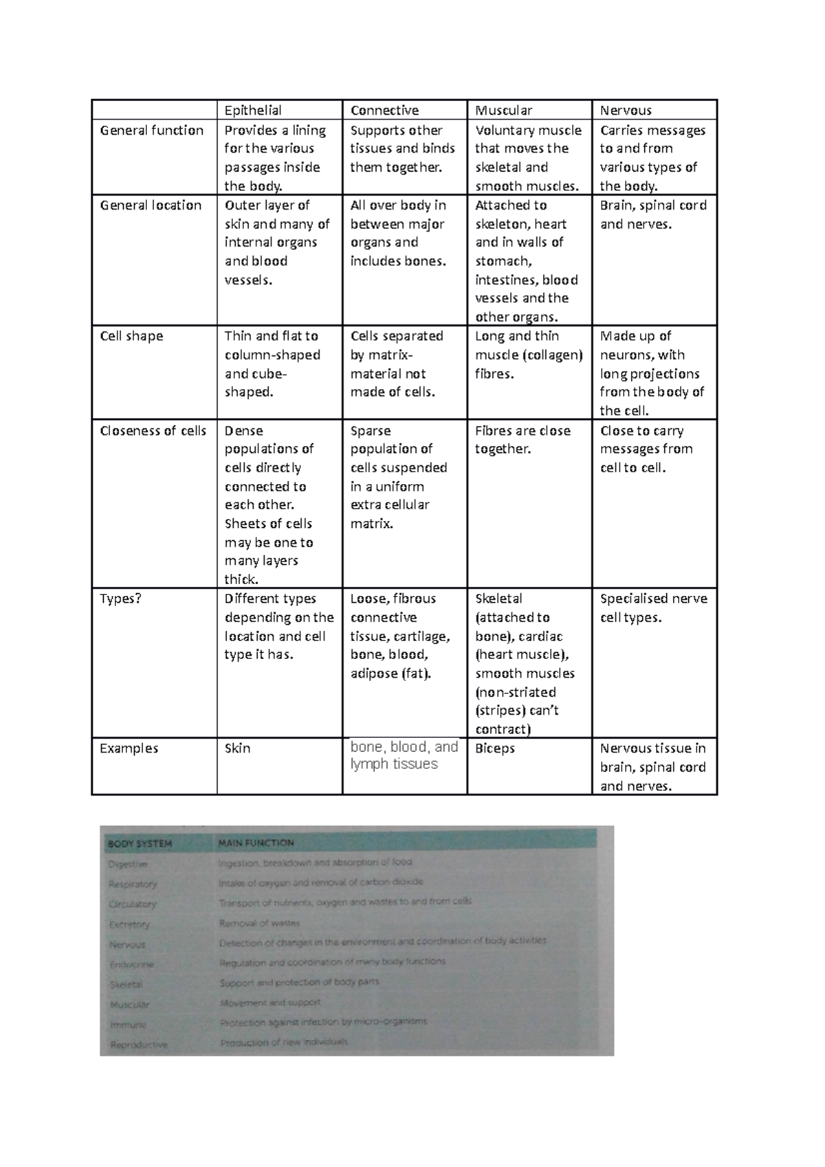 Human Bio Tissues Table - Epithelial Connective Muscular Nervous ...