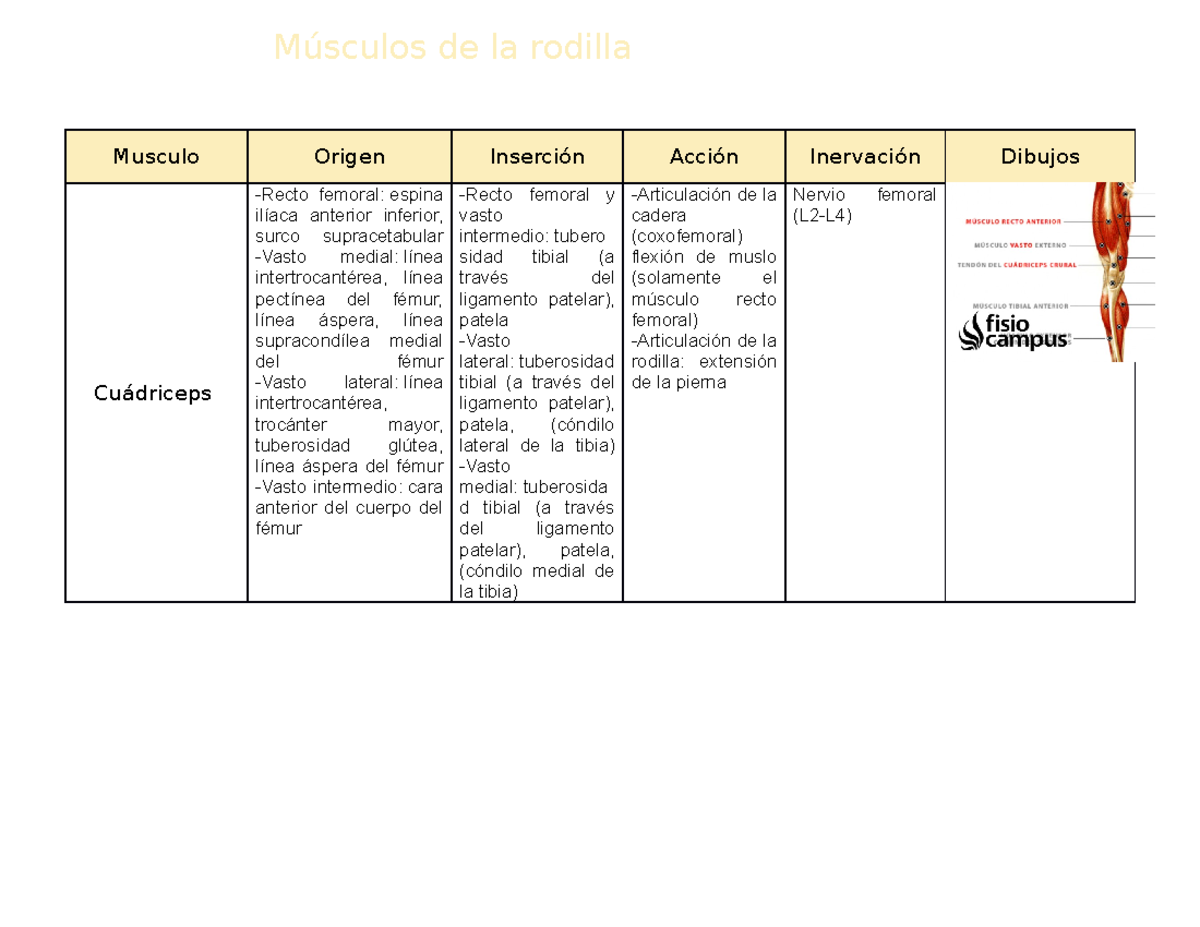 Músculos de la rodilla es en forma de tabla de los musculos - Musculo