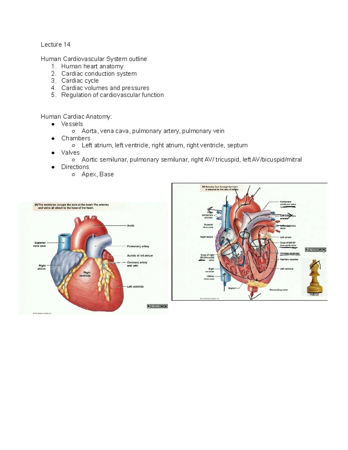 Cardiovascular Unit - Lecture 14 Human Cardiovascular System outline 1 ...