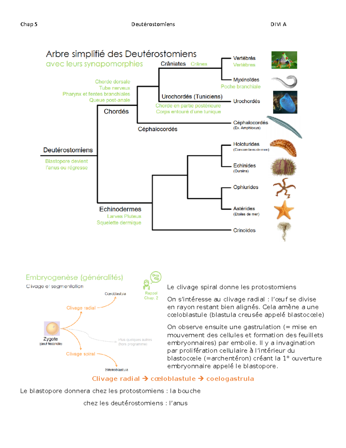 DIVI A - chapitre 5 : Deutérostomiens - Le clivage spiral donne les ...