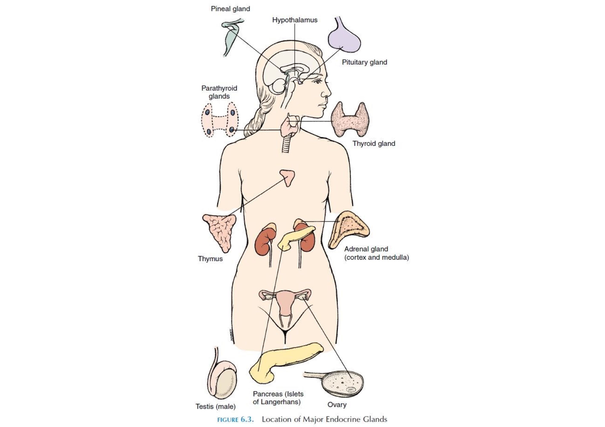 Hello Notes about anatomy BEP 541 Studocu