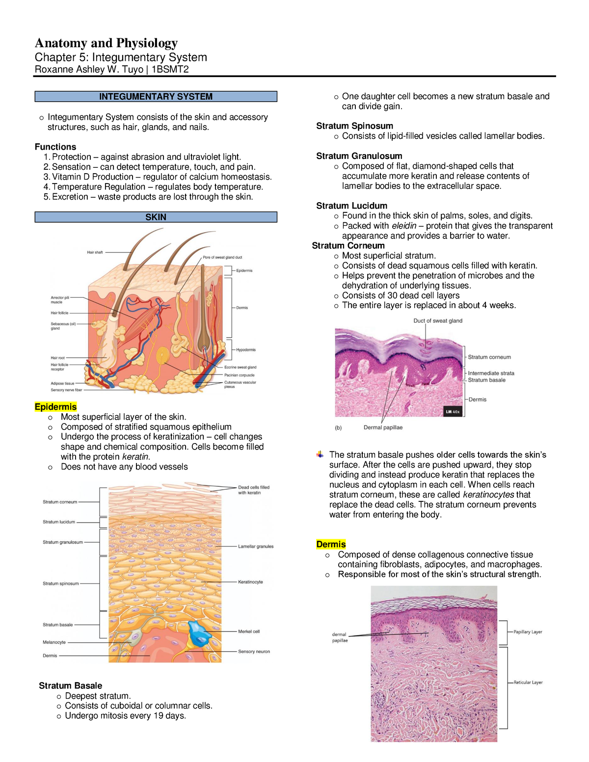 Integumentary System (Trans) - Chapter 5: Integumentary System Roxanne ...