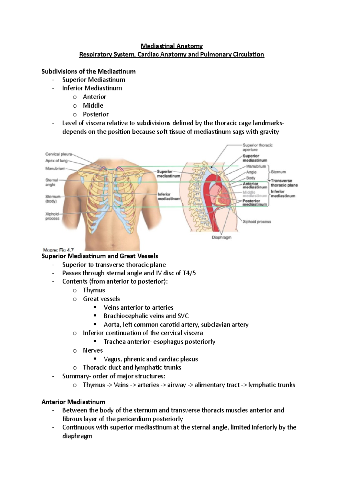 Mediastinal Anatomy - Mediastinal Anatomy Respiratory System, Cardiac ...