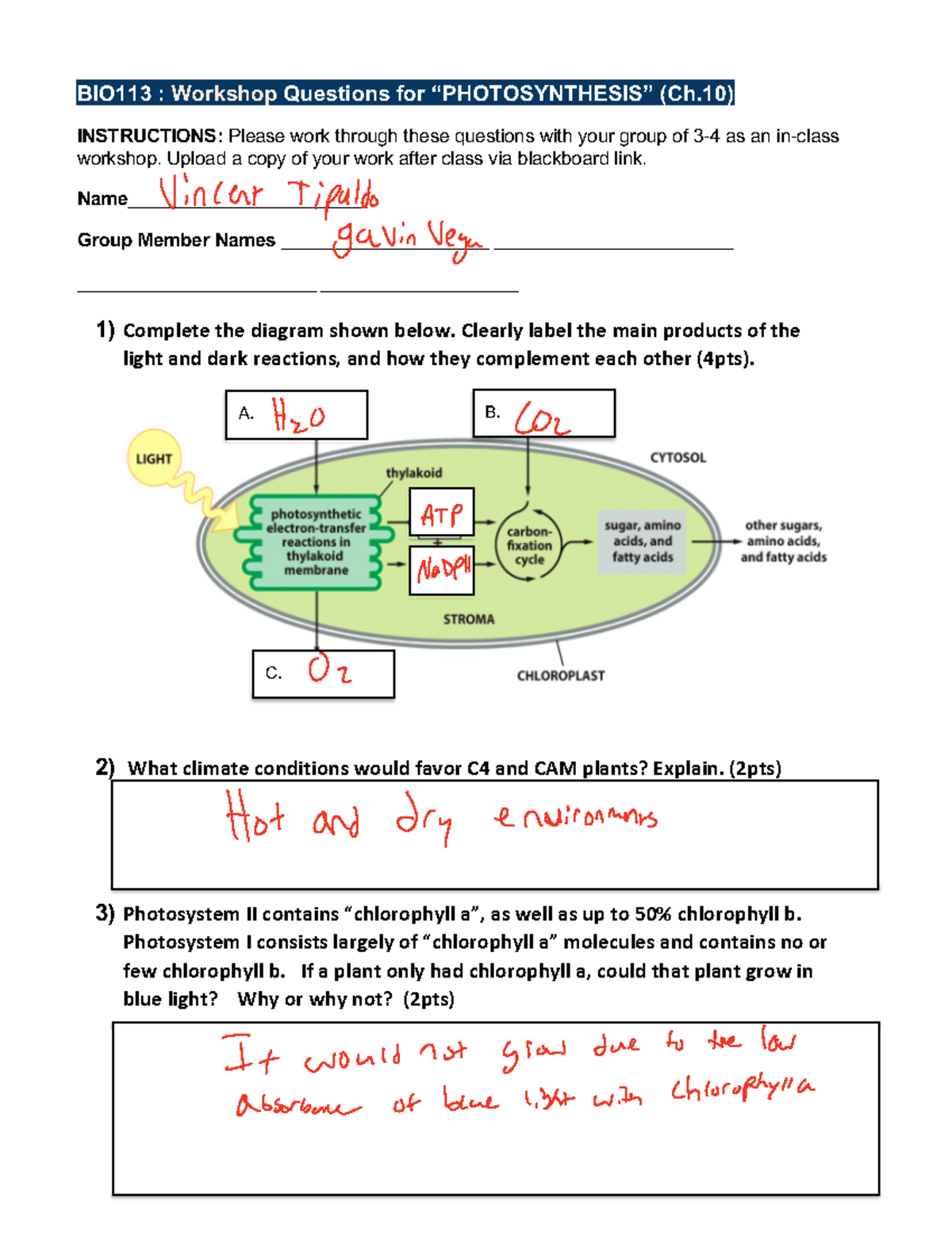 Workshop+ + Photosynthesis+ - BIO113 : Workshop Questions for ...
