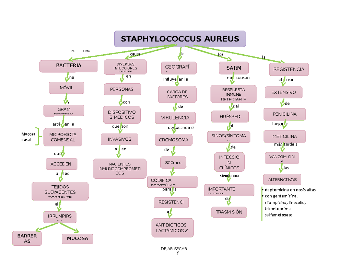 Mapa 4 - Mapa Conceptual - STAPHYLOCOCCUS AUREUS Es Una Los La Causa La ...