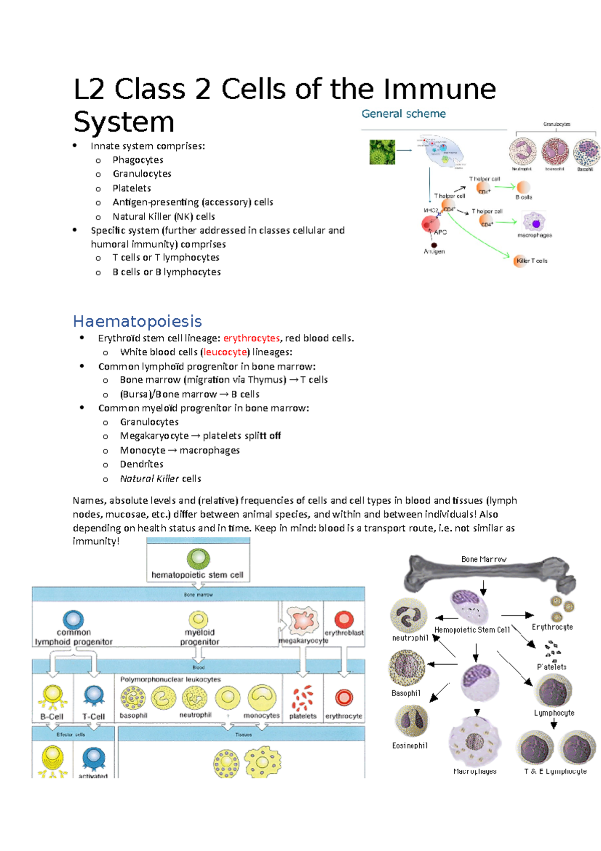 L2 Class 2 Cells of the Immune System - o White blood cells (leucocyte ...