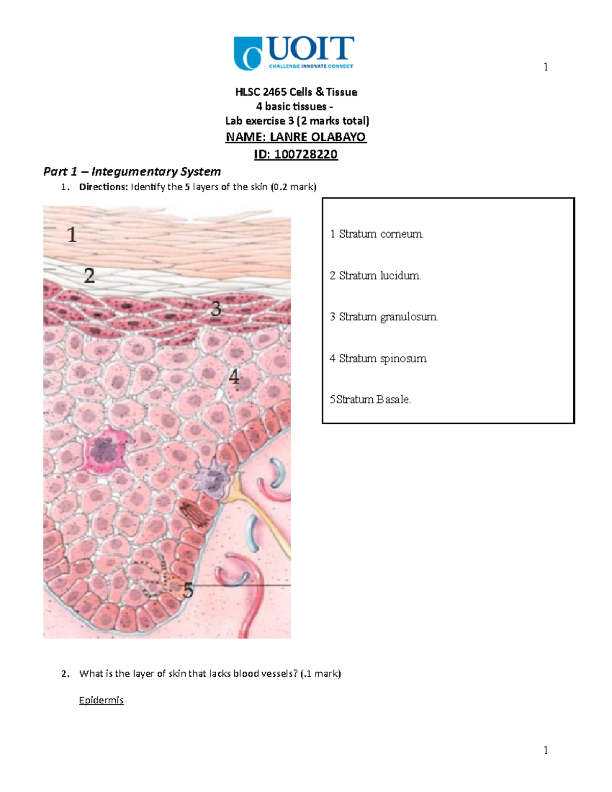 Anatomy LAB Exercise 3 - 1 HLSC 2465 Cells & Tissue 4 basic tissues ...