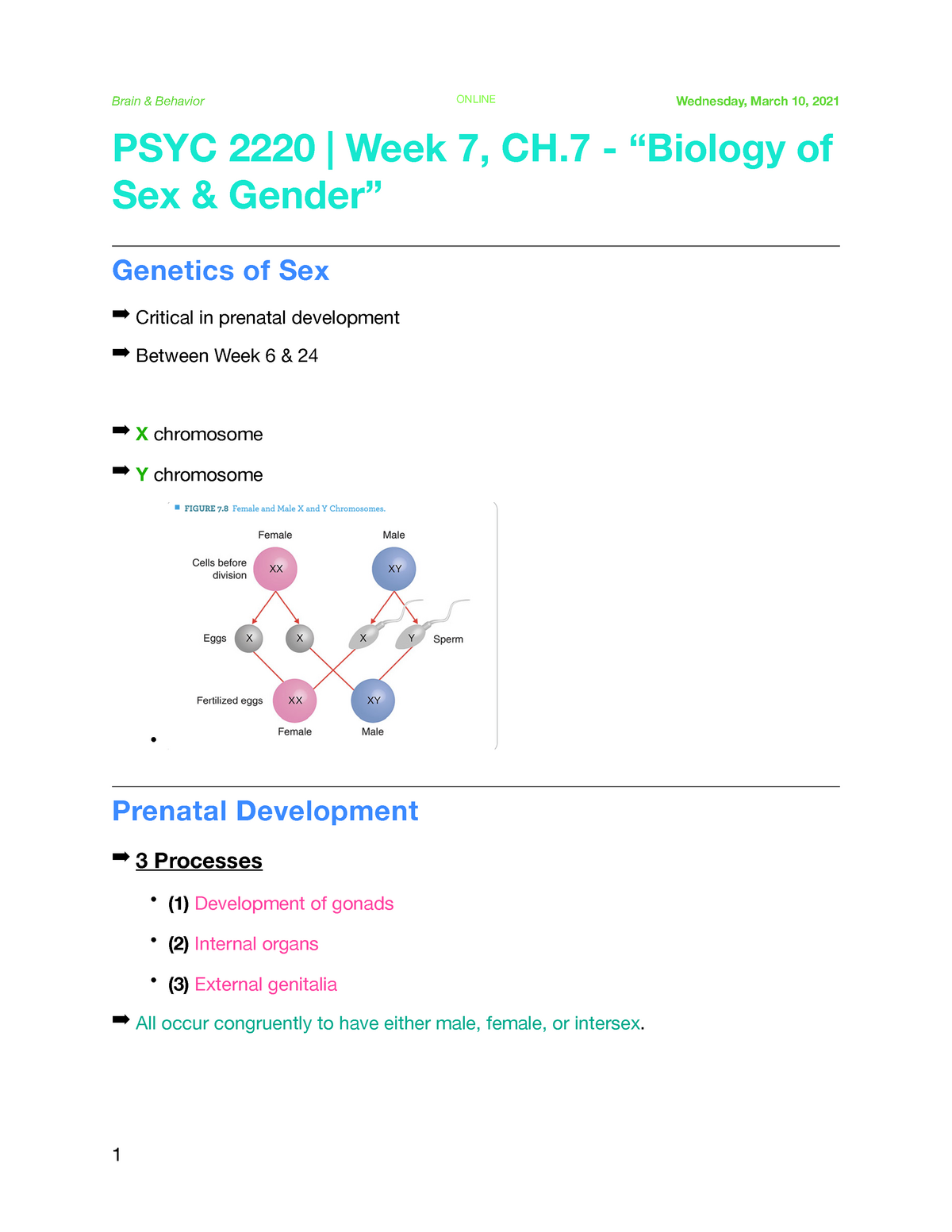 Psyc 2220 Week 7 Ch7 Lecture Notes Psyc 2220 Week 7 Ch “biology Of Sex And Gender 