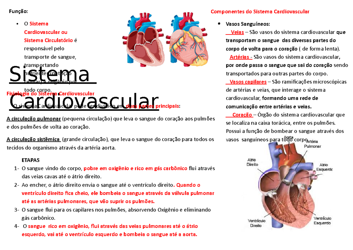 Sistema cardio - Componentes do Sistema Cardiovascular Vasos Sanguíneos ...