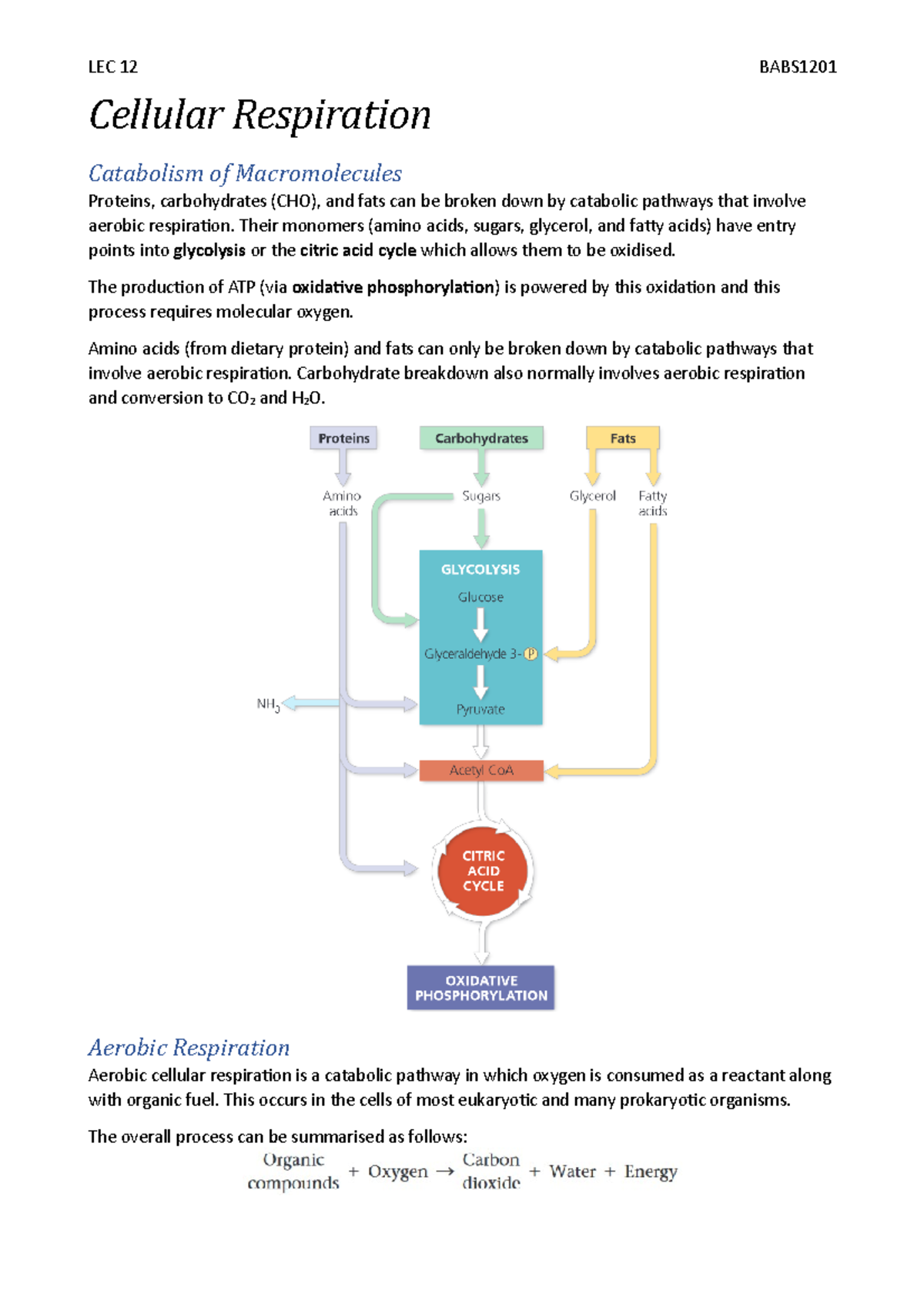 Lecture 12: Cellular Respiration - Cellular Respiration Catabolism of ...