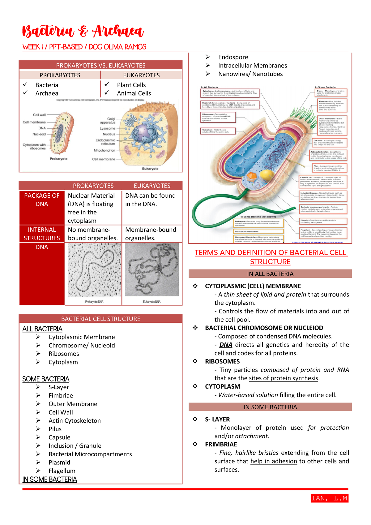 LESSON 1 Bacteria (TRANSES) - WEEK 1 /PPT-BASED/DOCOLIVIARAMOS ...