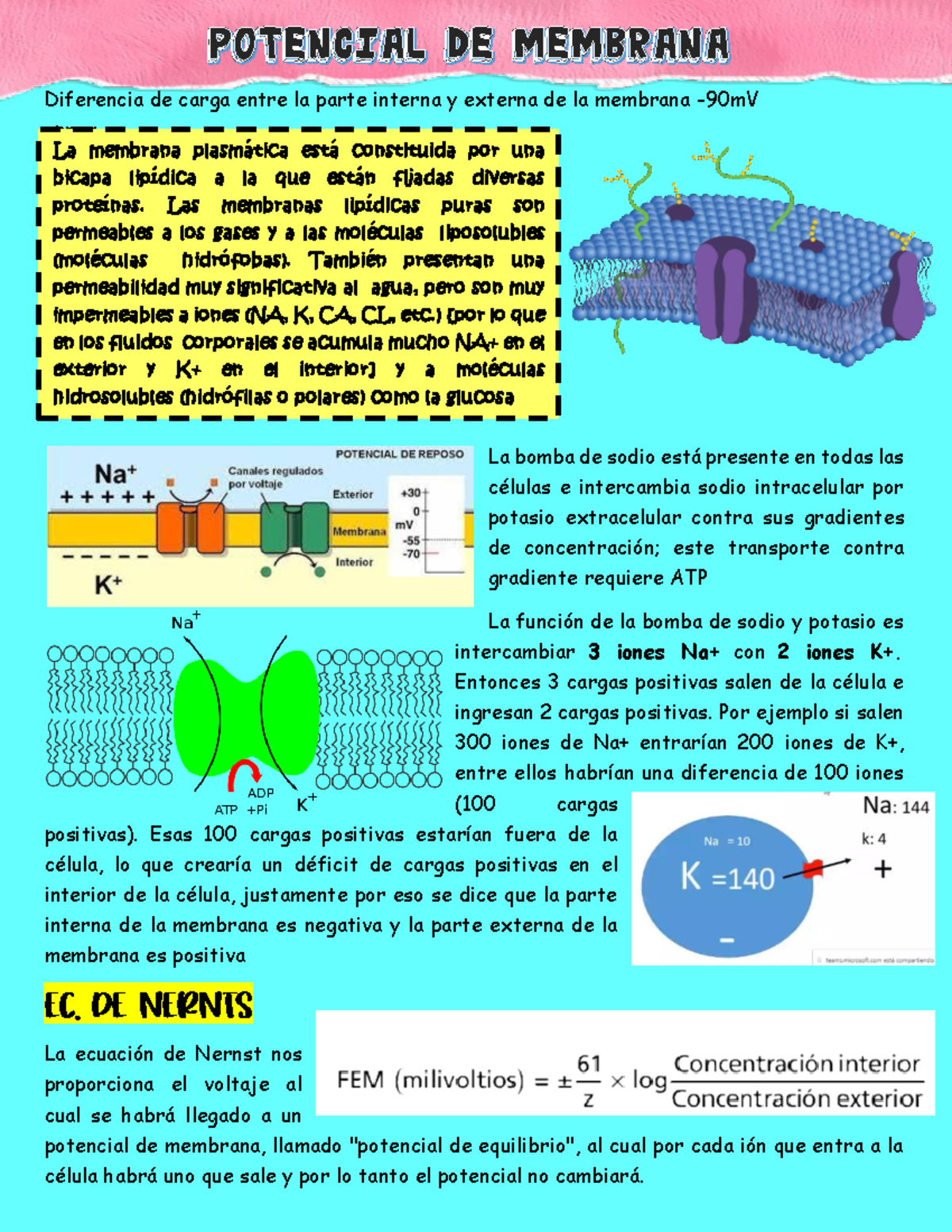 Potencial de membrana y de acción