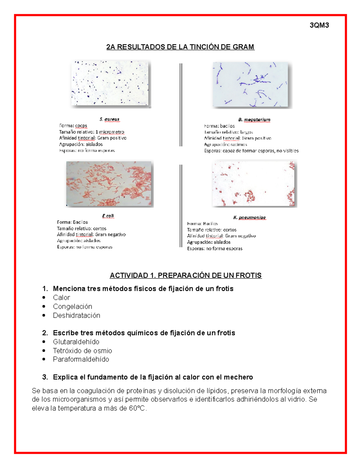 2a Resultados De La Tinción De Gram 2a Resultados De La TinciÓn De Gram Actividad 1