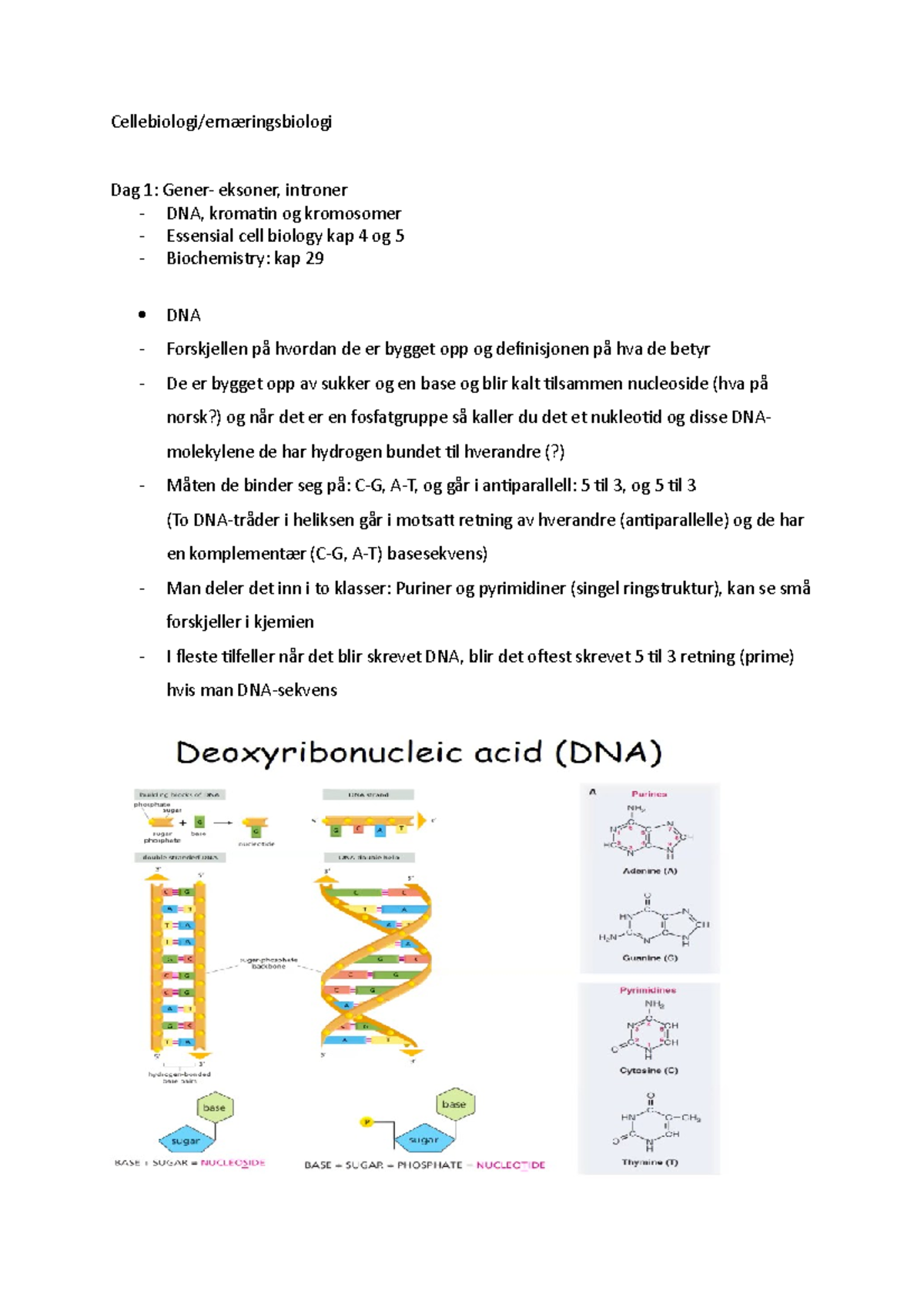 Cellebiologi - cellebio - Cellebiologi/ernæringsbiologi Dag 1: Gener ...