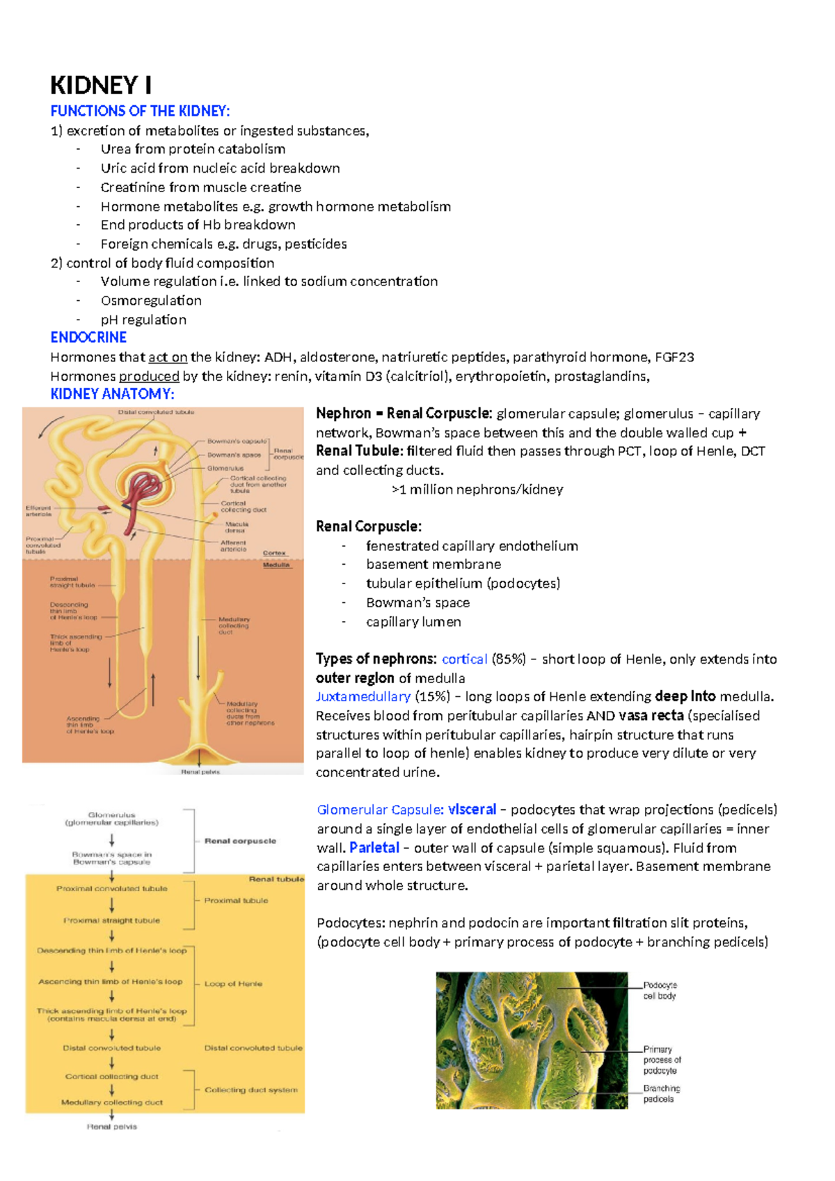 Kidney I - KIDNEY I FUNCTIONS OF THE KIDNEY: excretion of metabolites ...