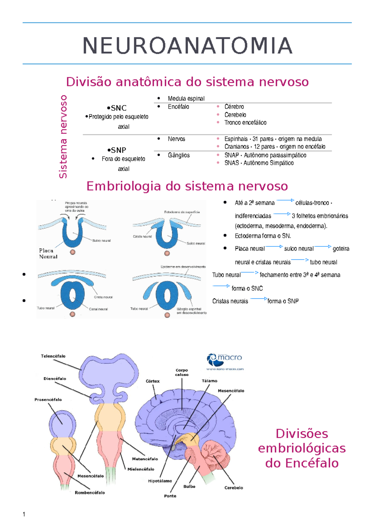 Neuroanatomia - NEUROANATOMIA Divisão anatômica do sistema nervoso ...