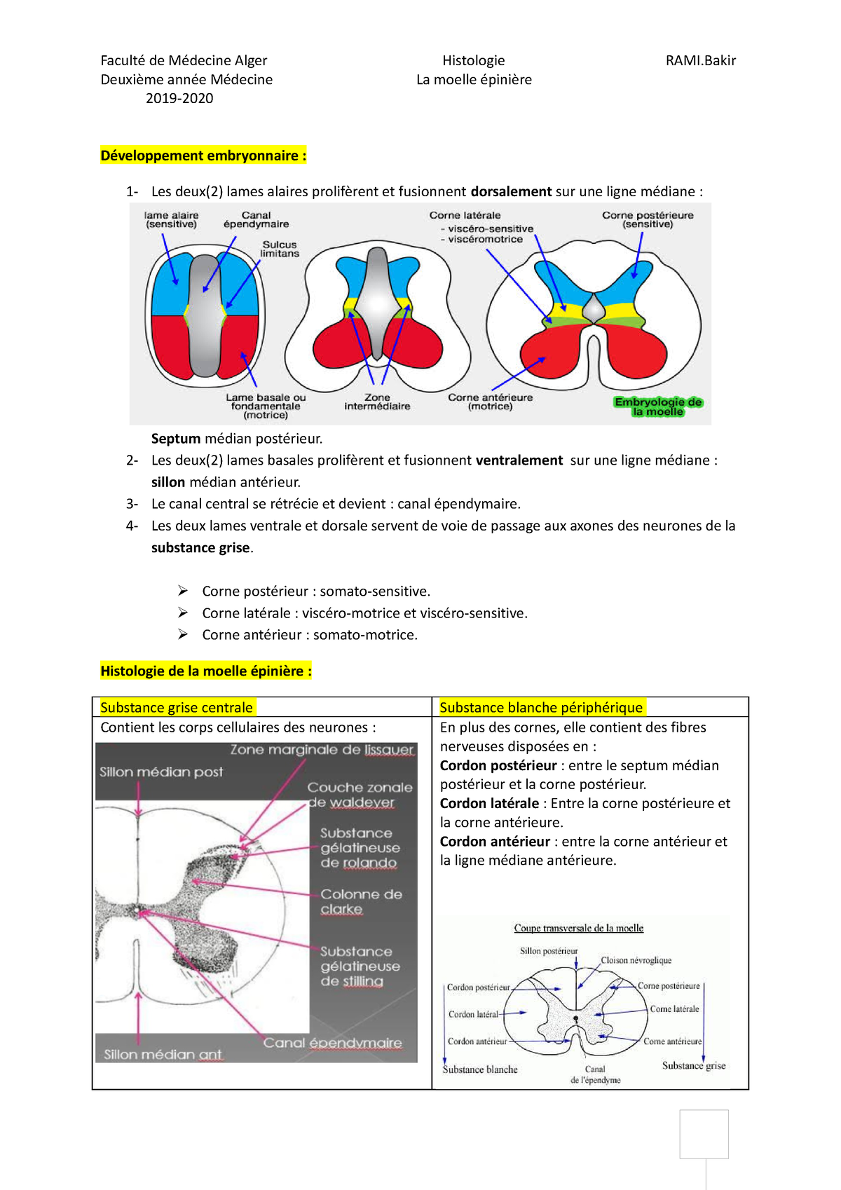 histologie de la substance blanche de la moelle épinière