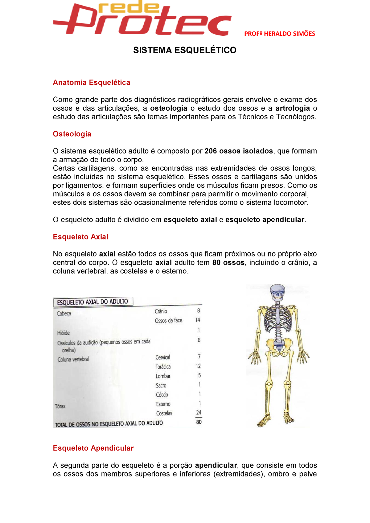 sistema esqueletico resumo sistema esquelÉtico anatomia esquelética