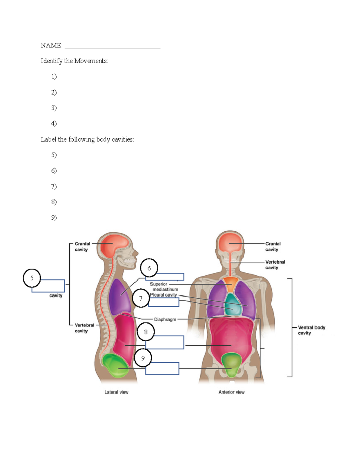 KIN 2041 Lab 1 Quiz Anatomy Lab Quiz 1 NAME