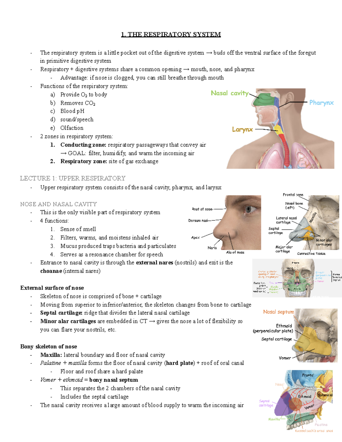 1. respiratory system - 1. THE RESPIRATORY SYSTEM The respiratory ...