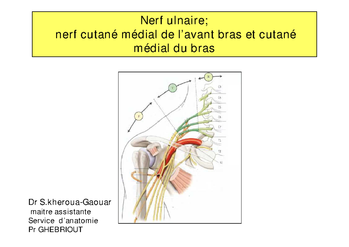 22-nerf ulnaire et le nerf cutané - Nerf ulnaire; nerf cutané médial de