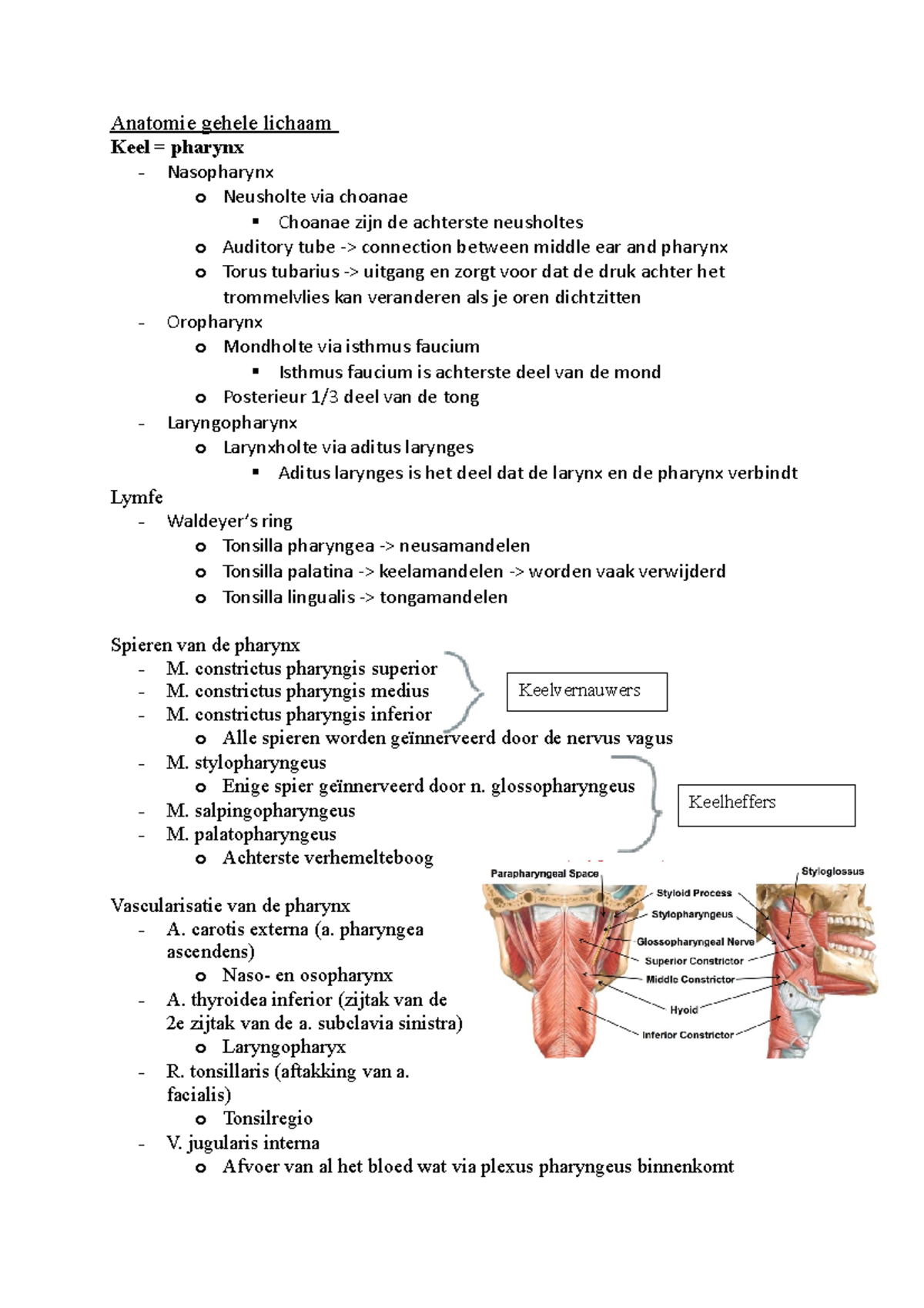 Anatomie gehele lichaam - constrictus pharyngis superior - M ...