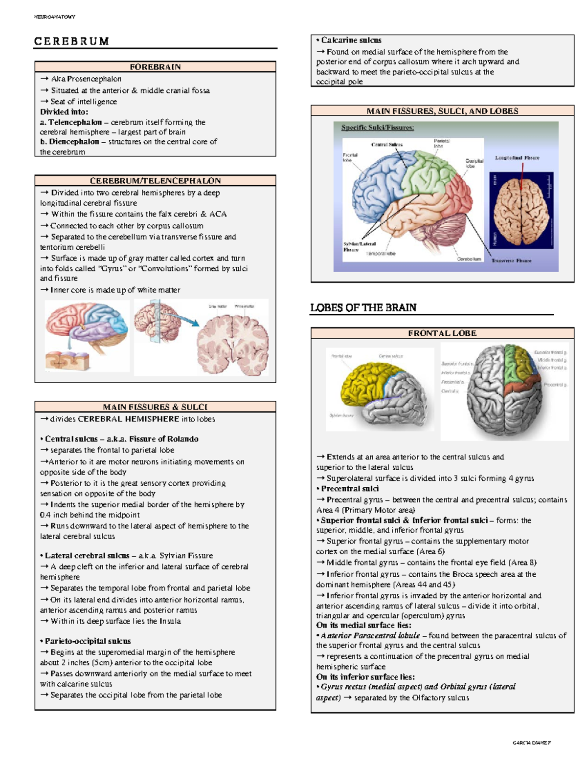 (LEC 6) Cerebrum - Summary Clinical Neuroanatomy - C E R E B R U M ...