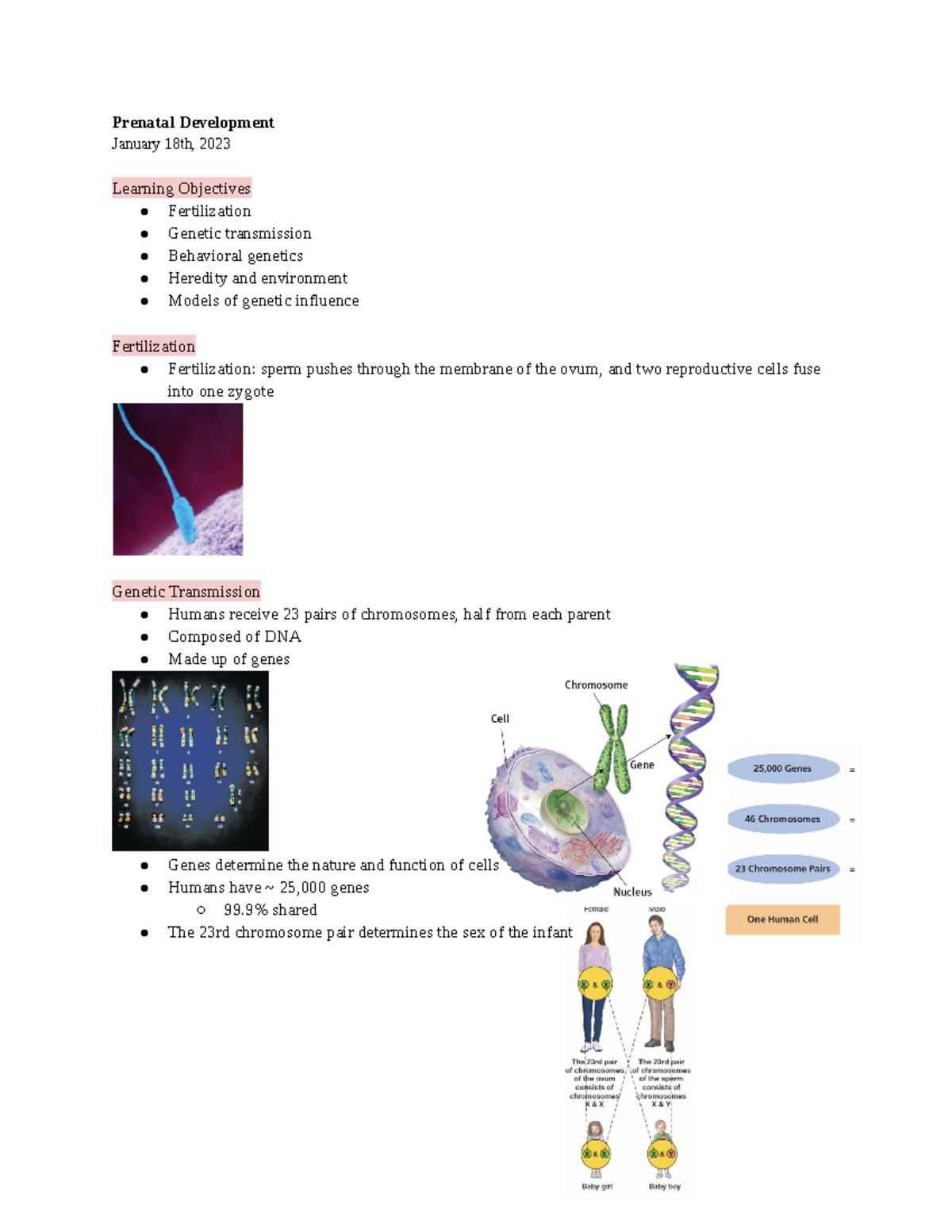 Week 2 - lecture 4 - These notes cover the Prenatal Development section ...
