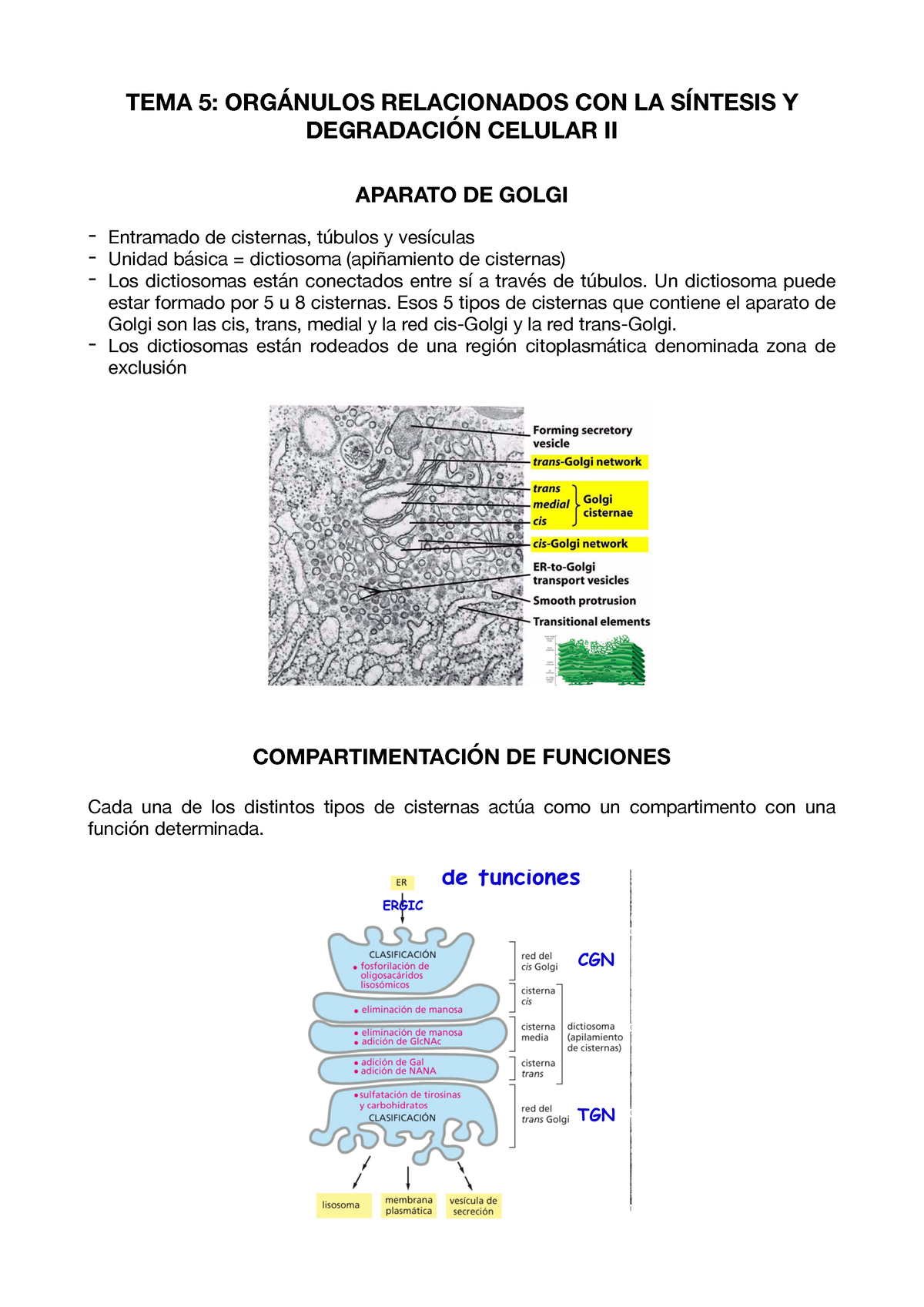 T5 Aparato De Golgi Lisosomas Y Peroxisomas Tema 5 OrgÁnulos