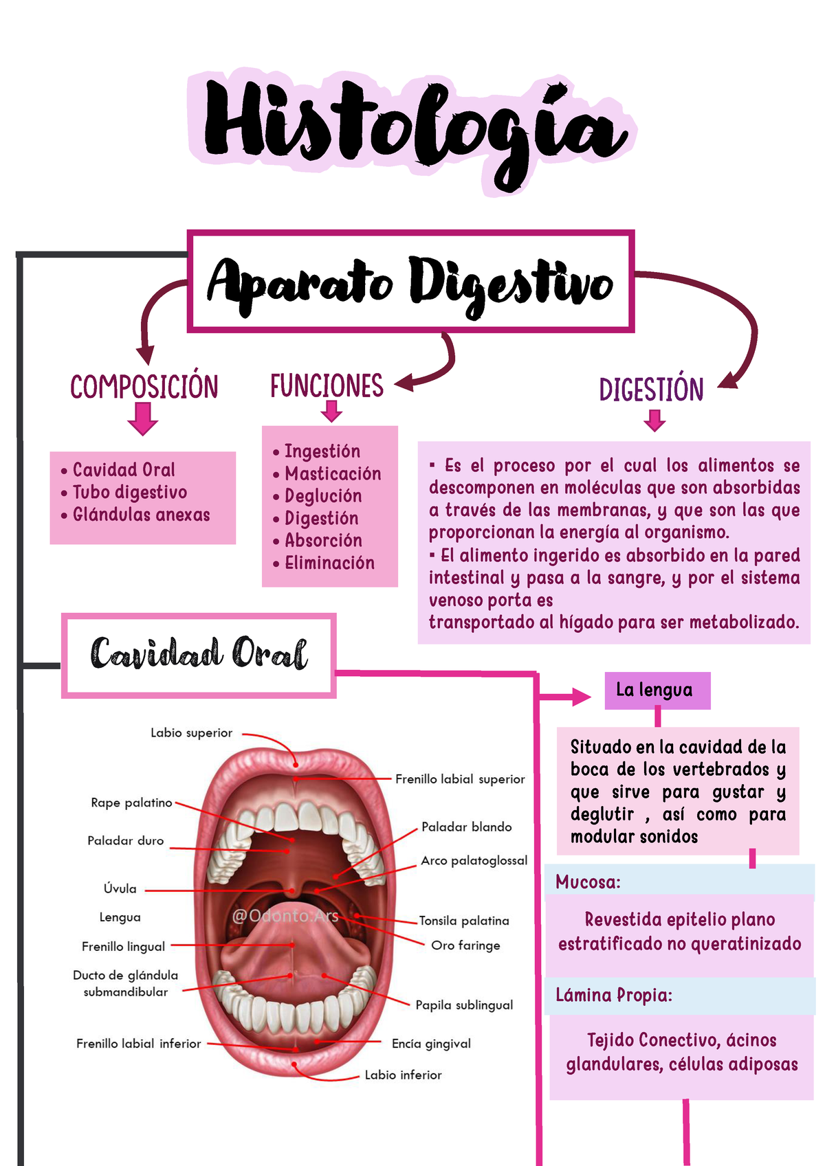 Resumen Sistem. Digest - HistologÌa Aparato Digestivo - Cavidad Oral ...