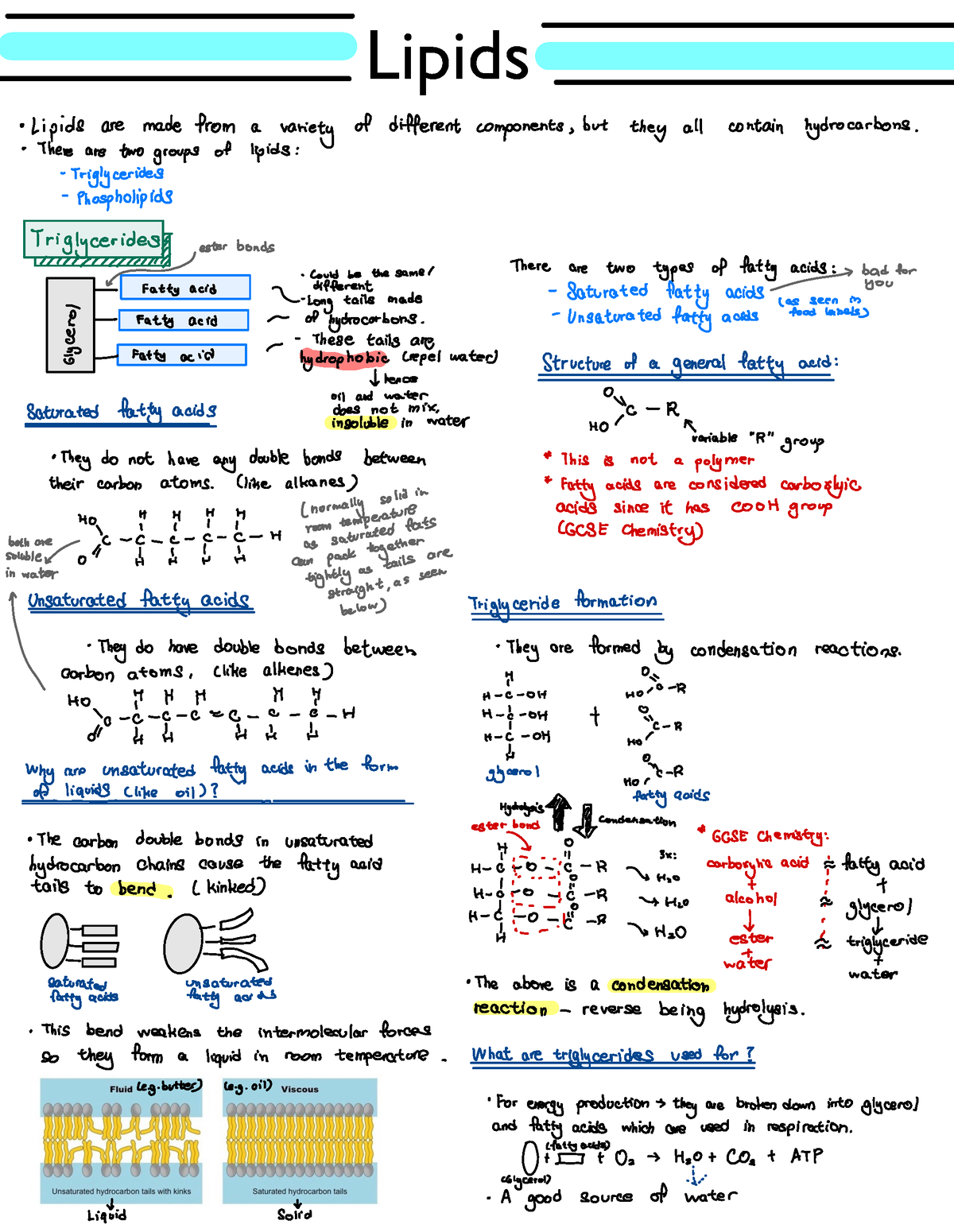 Lipids Notes - Lipids Lipids are made from a variety of different ...