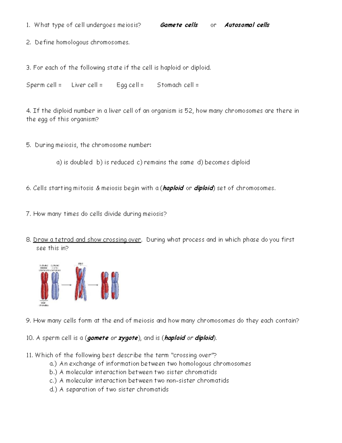 Meiosis review student sheet - What type of cell undergoes meiosis ...