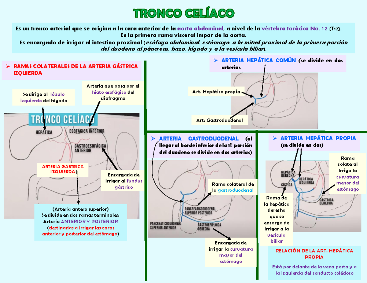 Flujograma tronco celiaco ARTERIA HEPÁTICA COMÚN se divide en dos