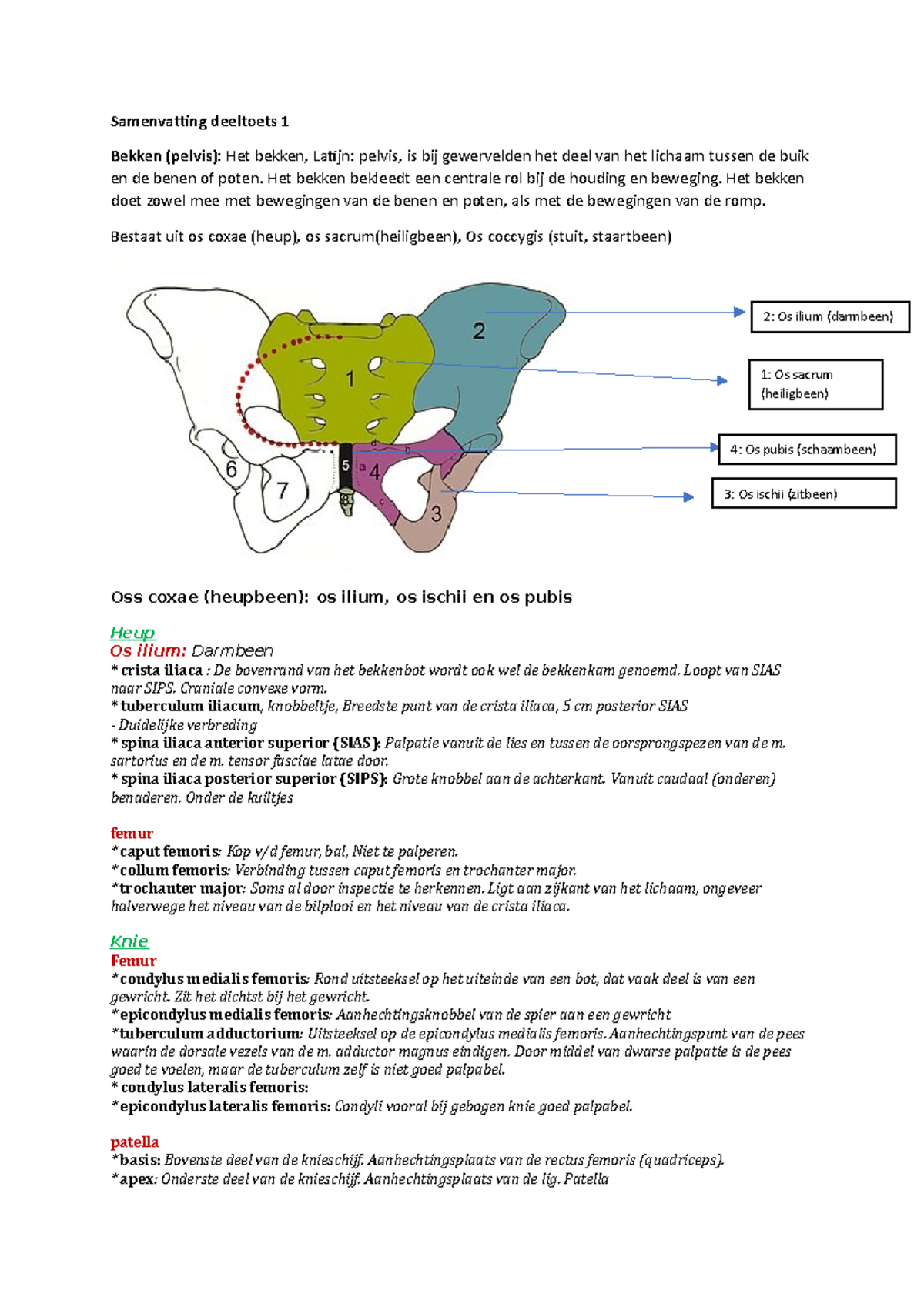 Deeltoets A Been Samenvatting - Samenvatting Deeltoets 1 Bekken (pelvis ...