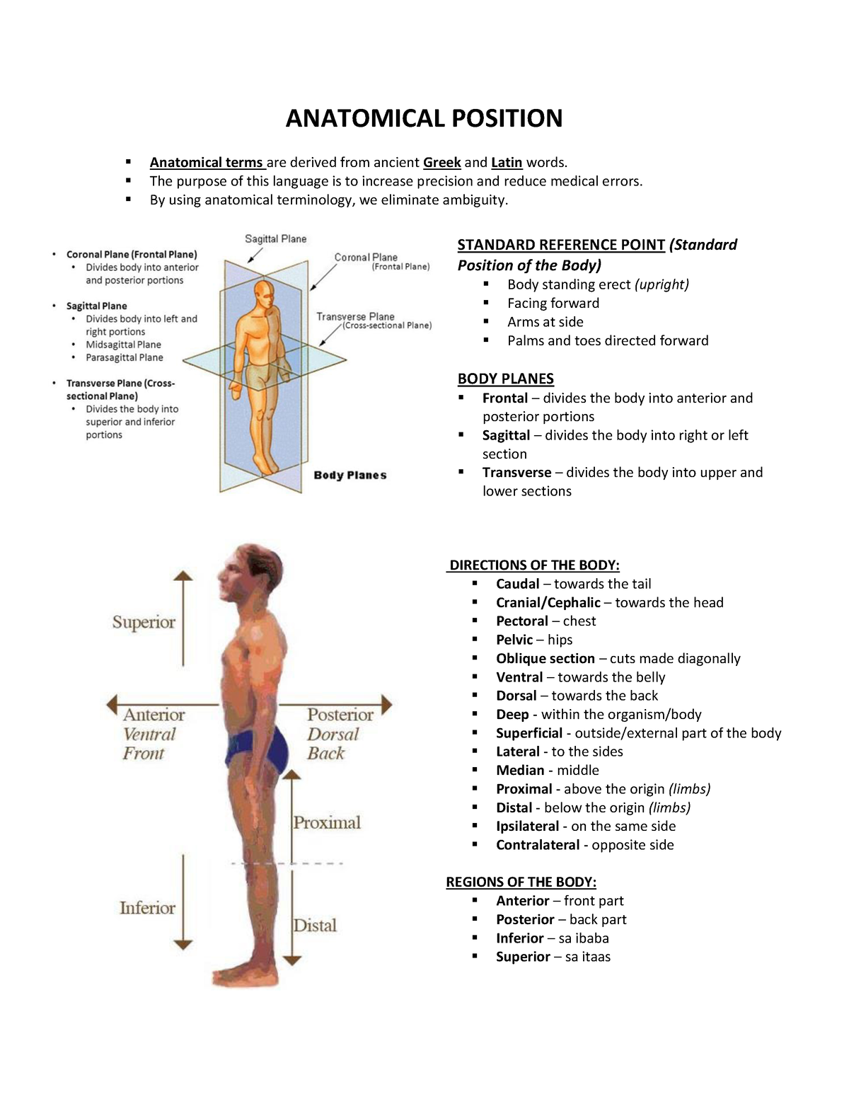 anatomical position assignment pdf