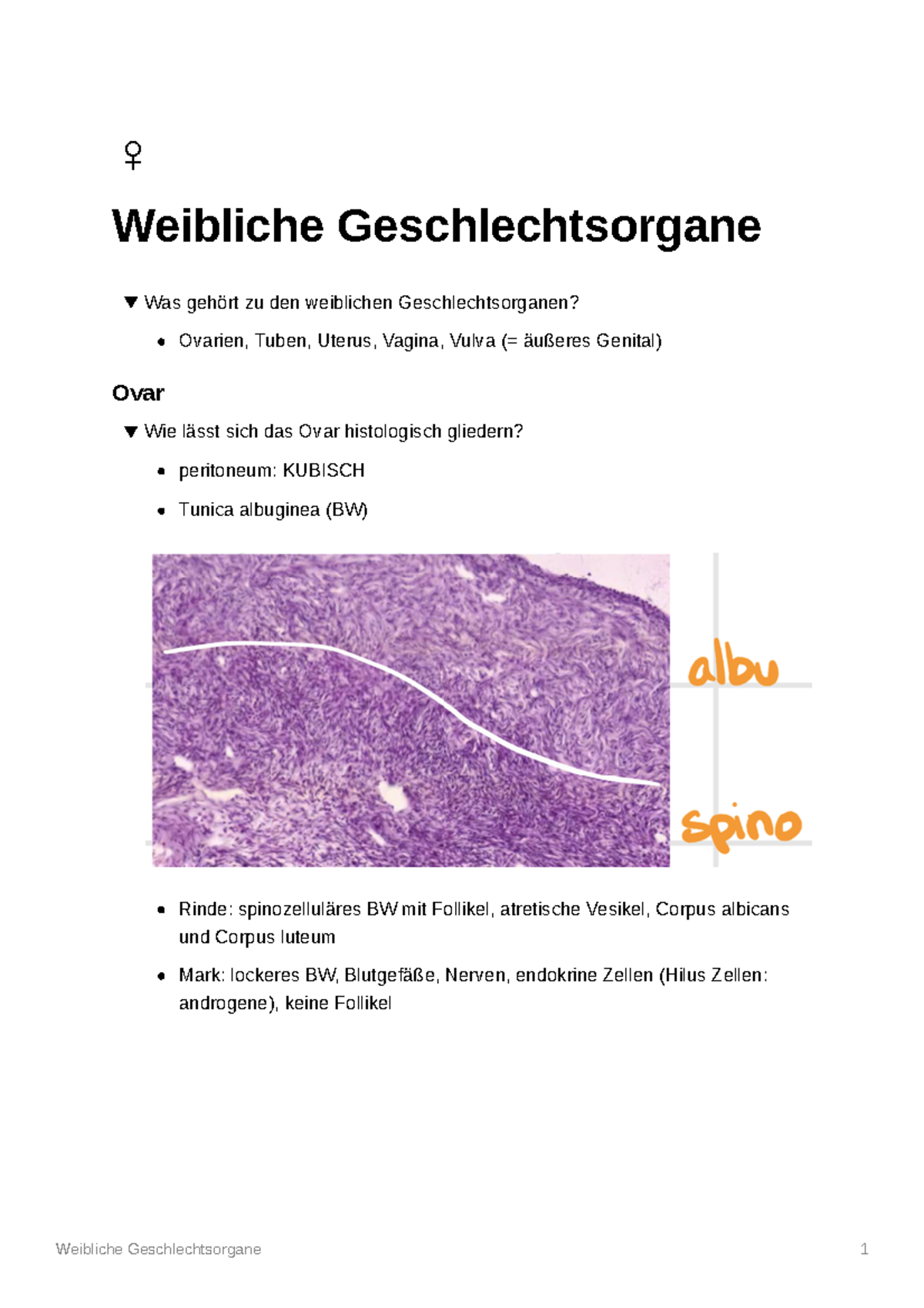 Weibliche Geschlechtsorgane - ♀ Weibliche Geschlechtsorgane Was Gehört ...