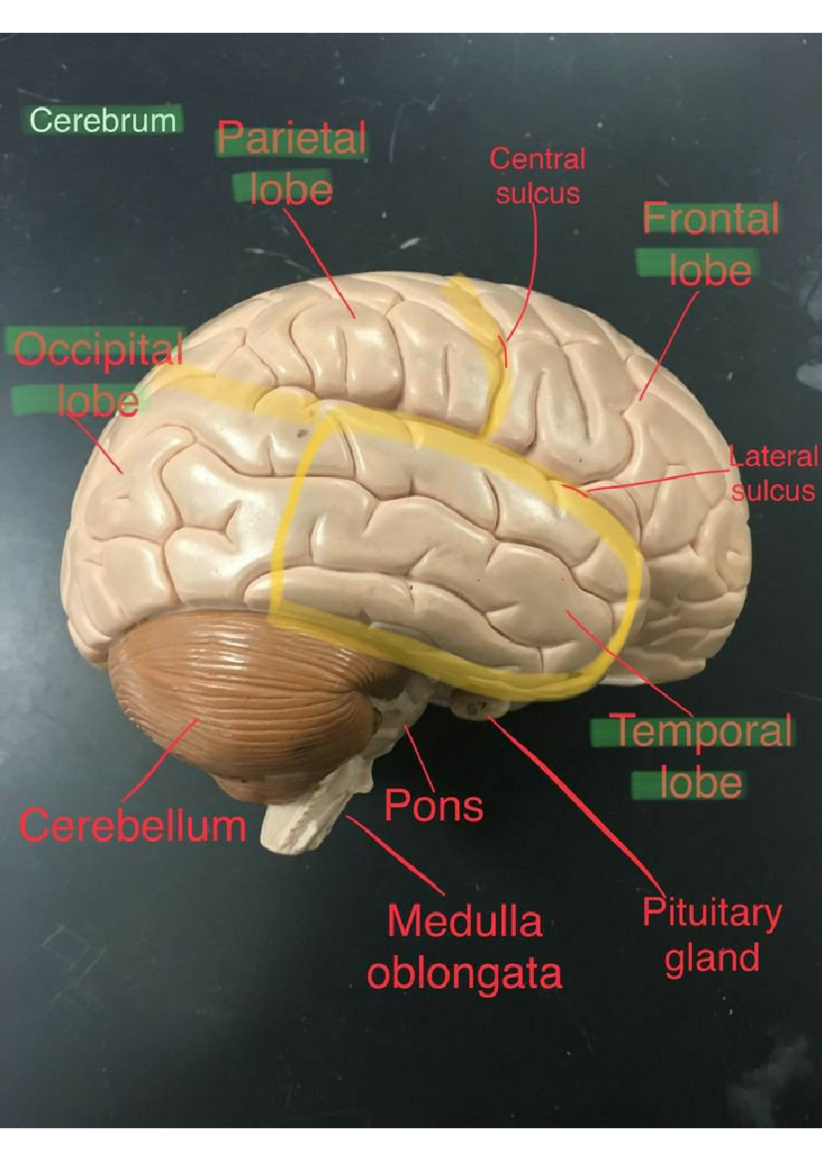 Brain Anatomy PDF File For Free - Cerebrum Parietal Central lobe sulcus ...