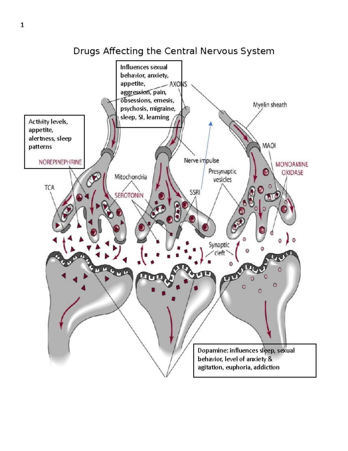CNS Drugs Study Sheet - Drugs Affecting the Central Nervous System ...