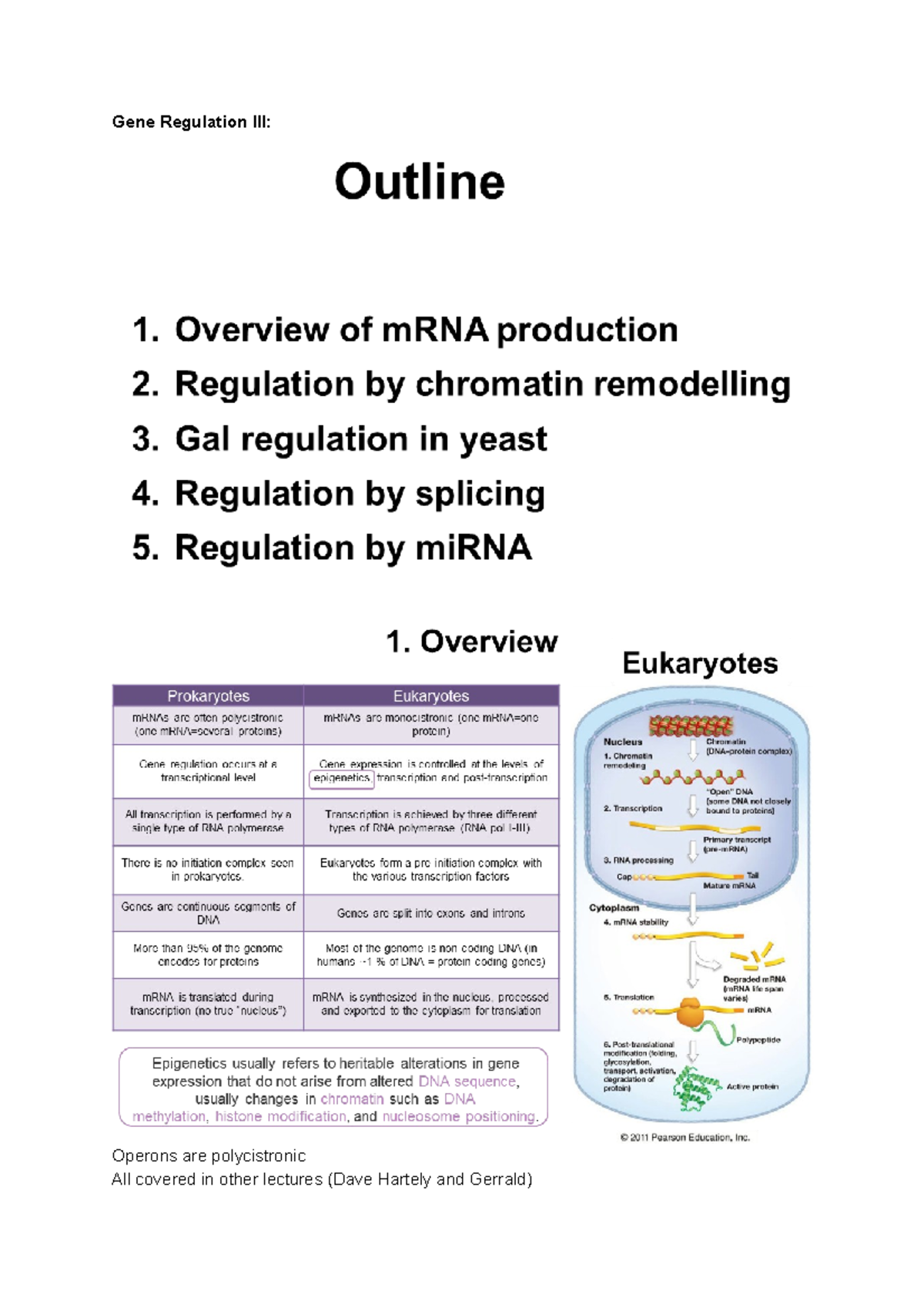 Gene Regulation III Notes on MB's Gene REg Gene Regulation III Operons are polycistronic