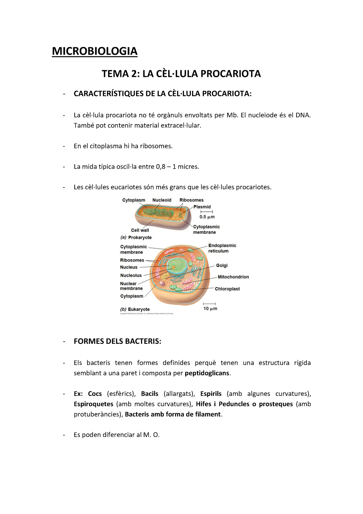 2. La Cèl·lula Procariota - MICROBIOLOGIA TEMA 2: LA CÈL·LULA ...