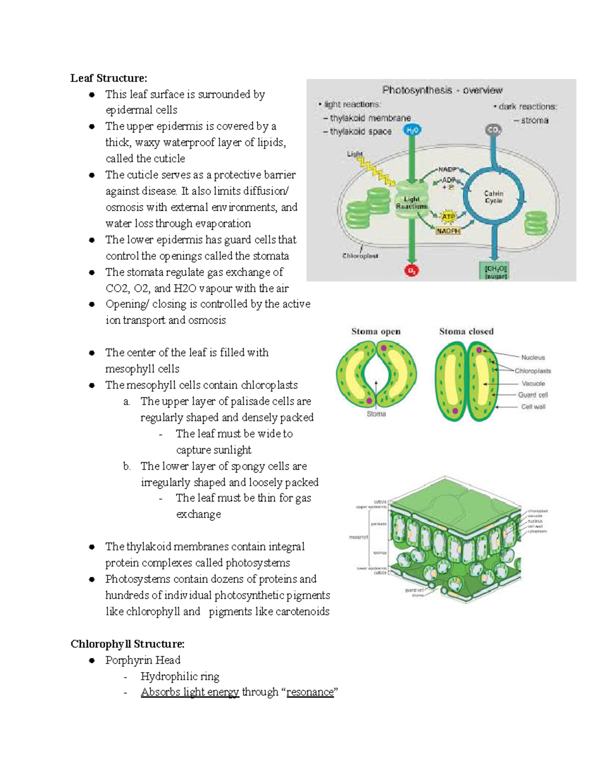 Biology Unit 3 Photosynthesis - Google Docs - Leaf Structure: This leaf ...