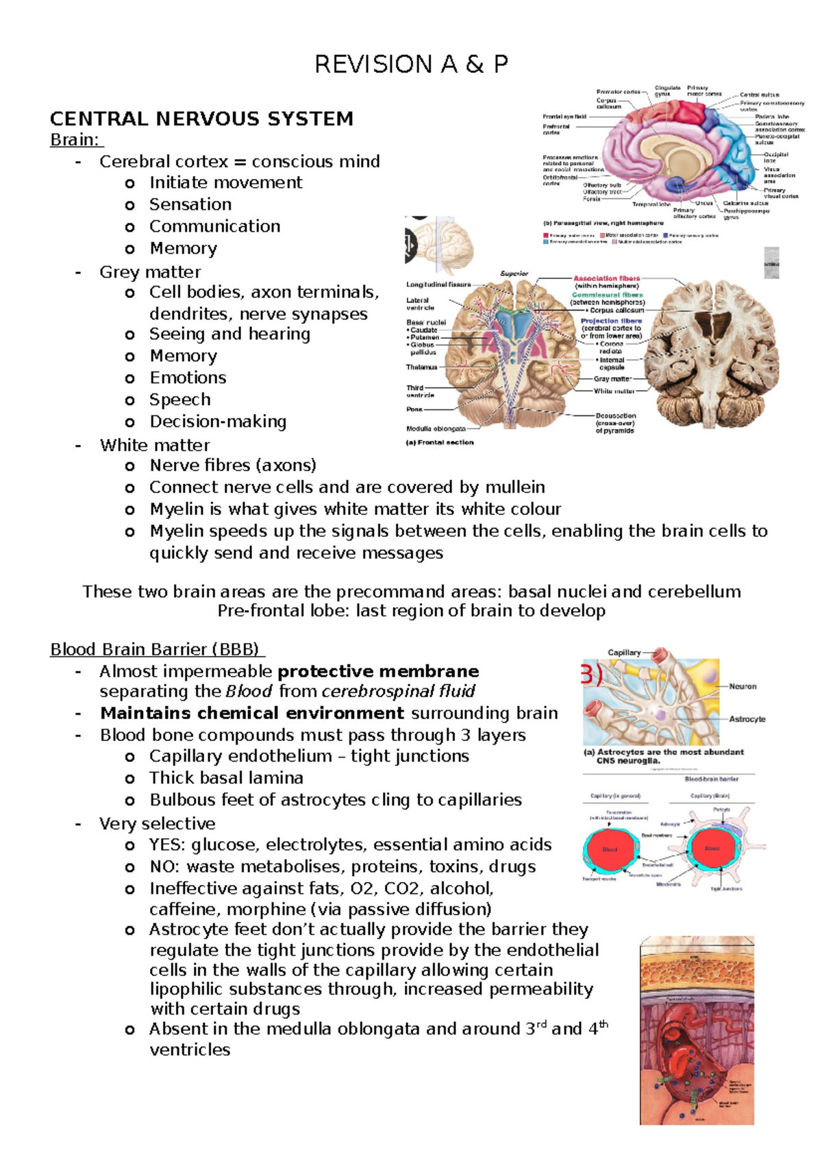 1016 ETE revision sheet - REVISION A & P CENTRAL NERVOUS SYSTEM Brain ...