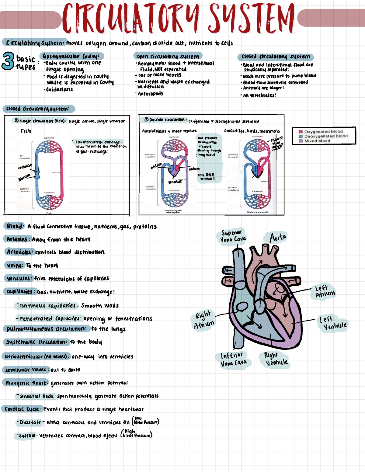 Circulatory System - ÷,.÷÷÷:÷÷: