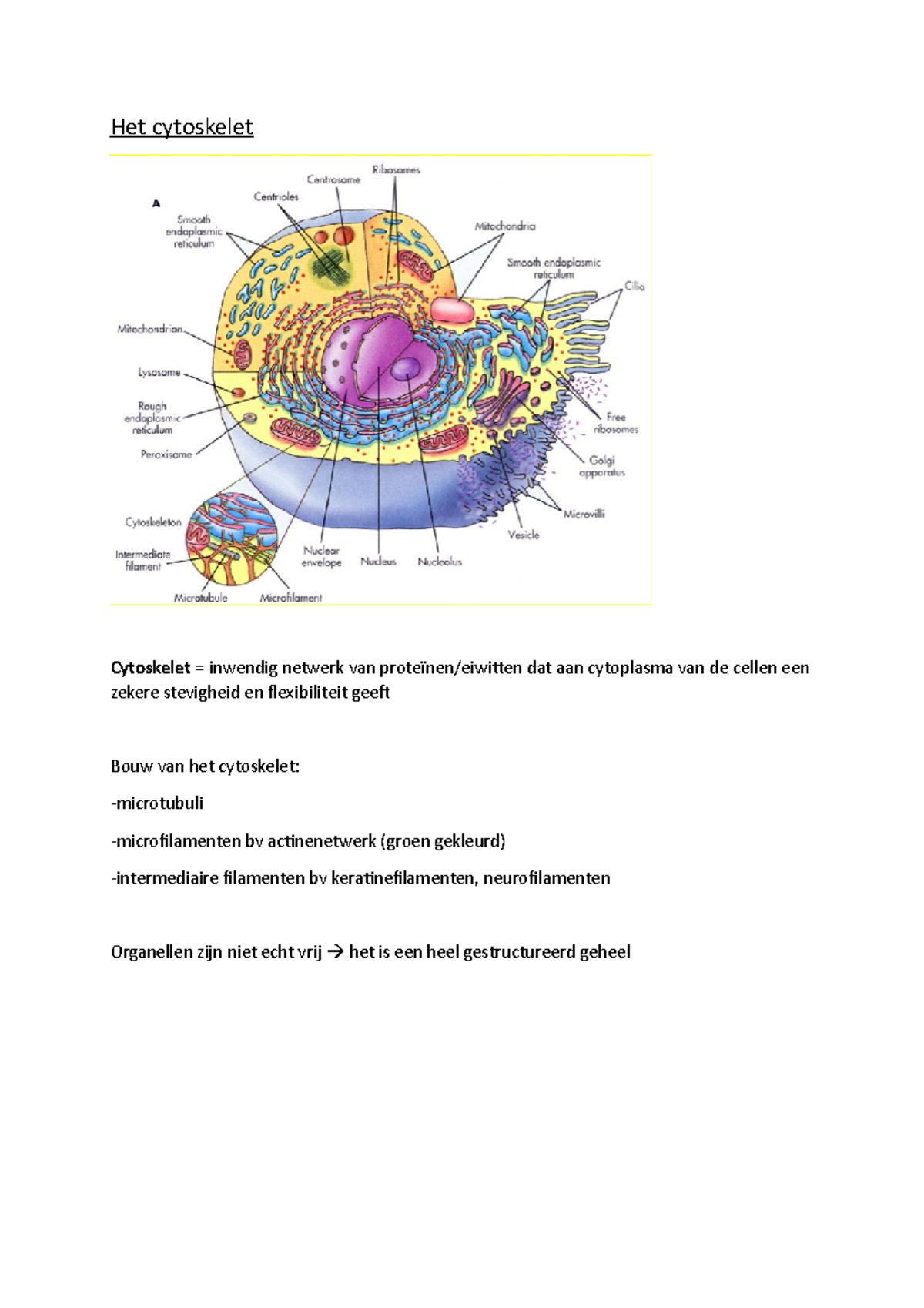 Het Cytoskelet, Deel Cellen 2021/2022 - Het Cytoskelet Cytoskelet ...