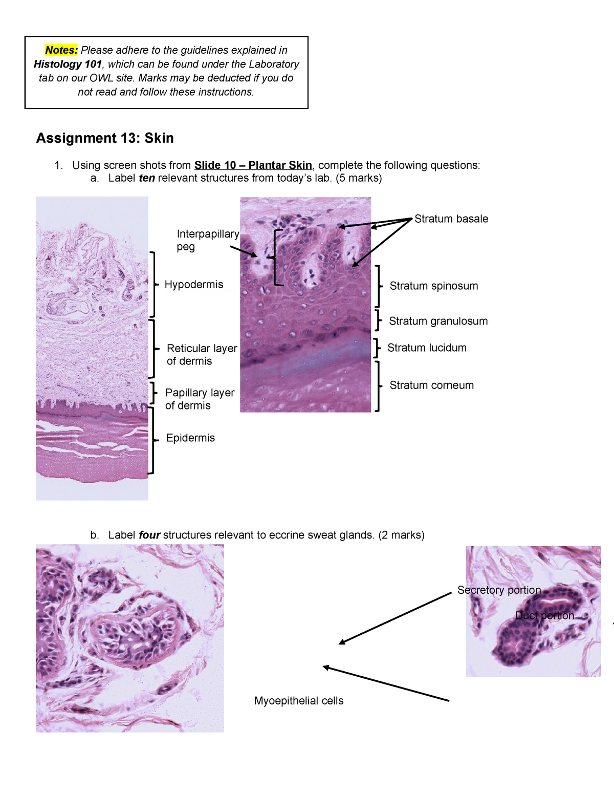 histology lab assignment